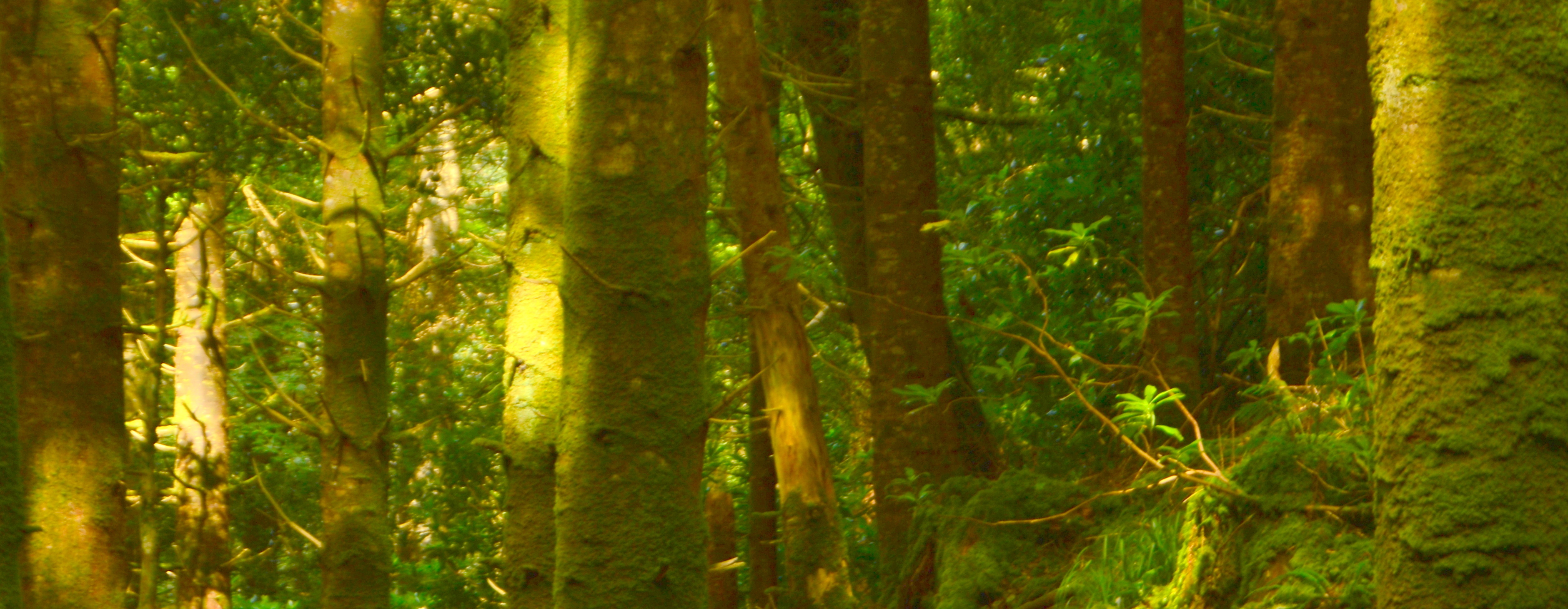 Forest Torc waterfall