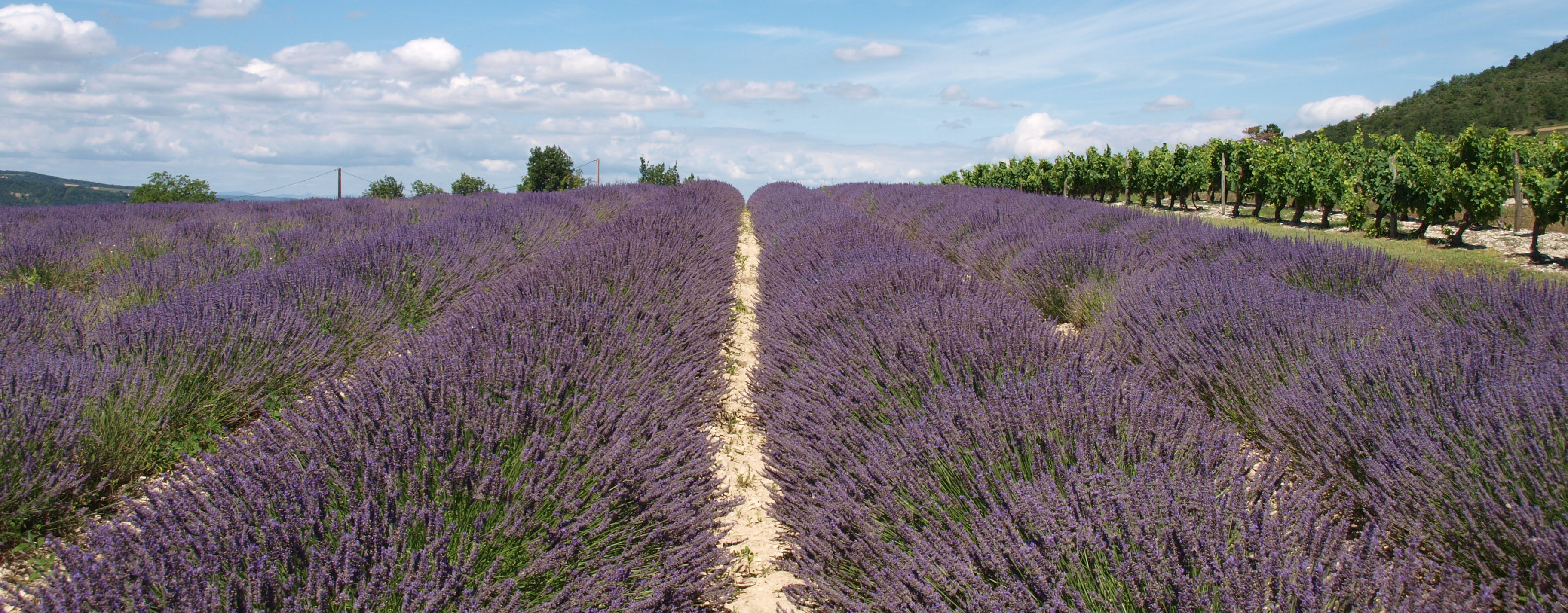 Lavendel